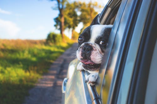 Caring for Pets Post-Surgery: Tips for a Smooth Recovery